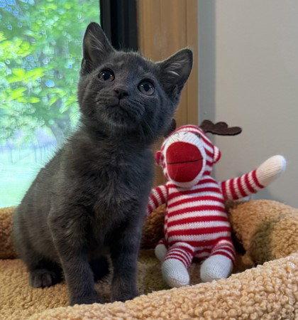Enlarge ipod, a Adopted Domestic Short Hair in Midland, VA image 1/1