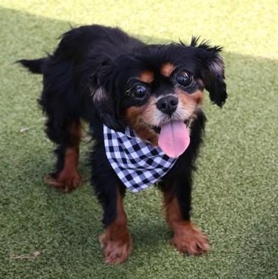 Biscuit, an adopted Mixed Breed in Athens, GA image 1/2