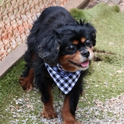 Biscuit, an adopted Mixed Breed in Athens, GA image 2/2