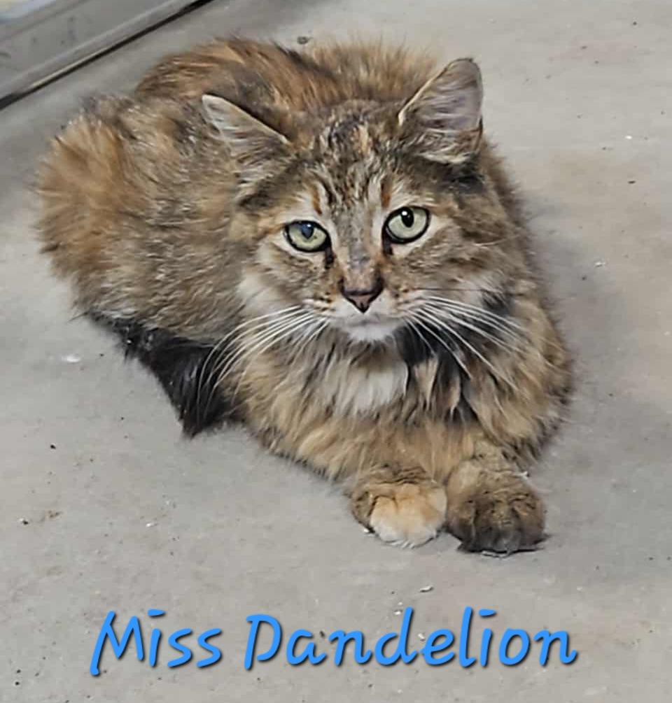 Enlarge Mama Dandelion, a Adoptable Domestic Medium Hair in Cloquet, MN image 1/2
