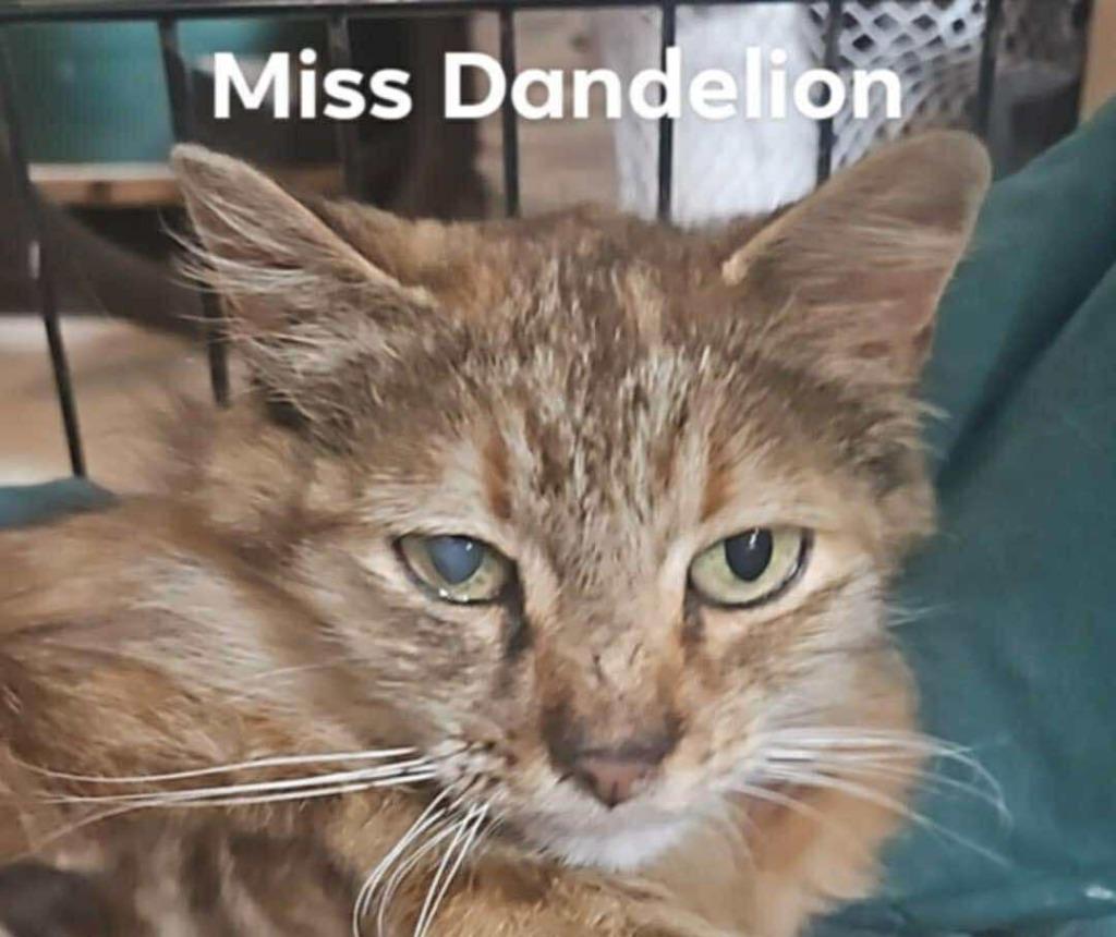 Mama Dandelion, Adoptable, Young Female Domestic Medium Hair.
