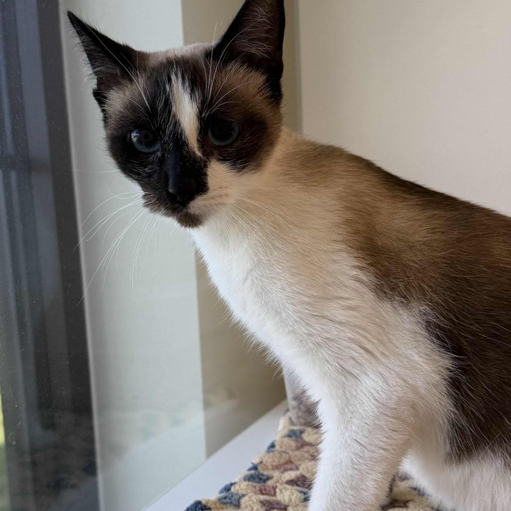 Rosie, Adoptable, Young Female Siamese.