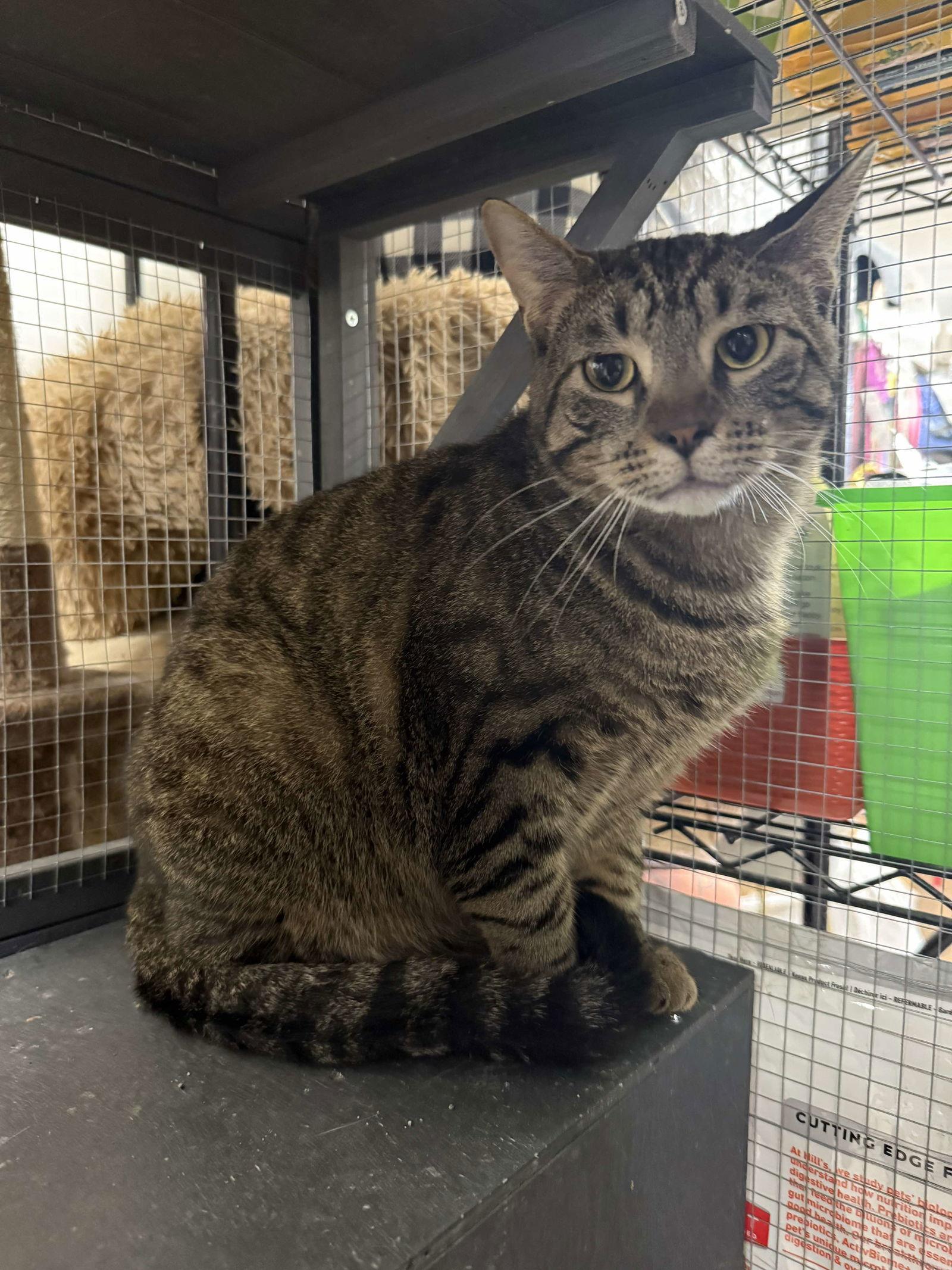 Enlarge Conner, a Adoptable Domestic Short Hair in St. Ann, MO image 1/1