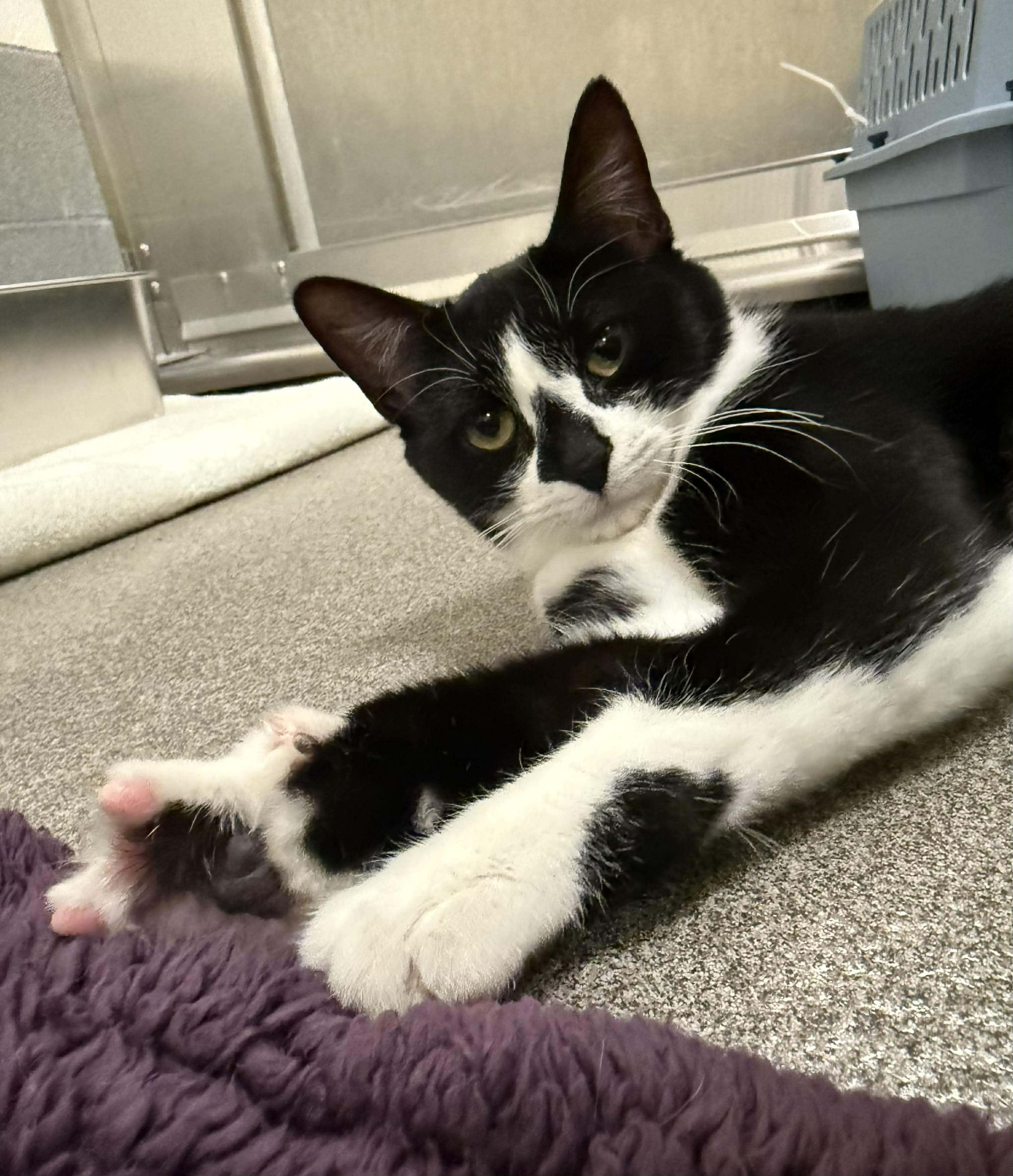 Enlarge Dasher/Dancer, a ADOPTABLE Domestic Short Hair in Stratford, CT image 1/1