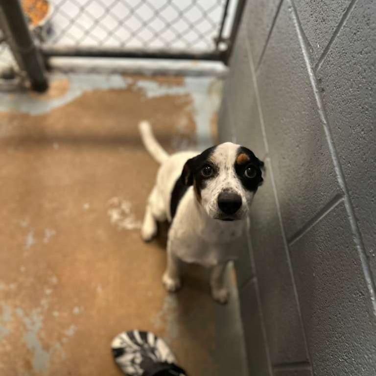 Enlarge Shyanna (Adoption Sponsored), a Adoptable Mixed Breed in Gadsden, AL image 1/6