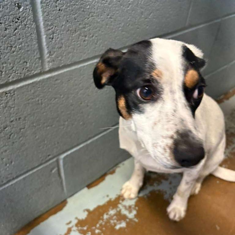 Enlarge Shyanna (Adoption Sponsored), a Adoptable Mixed Breed in Gadsden, AL image 2/6