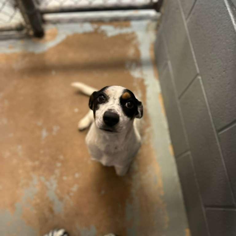 Enlarge Shyanna (Adoption Sponsored), a Adoptable Mixed Breed in Gadsden, AL image 3/6