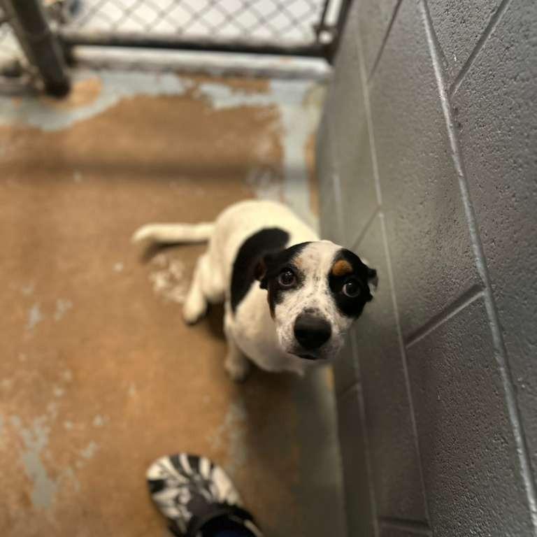 Enlarge Shyanna (Adoption Sponsored), a Adoptable Mixed Breed in Gadsden, AL image 4/6