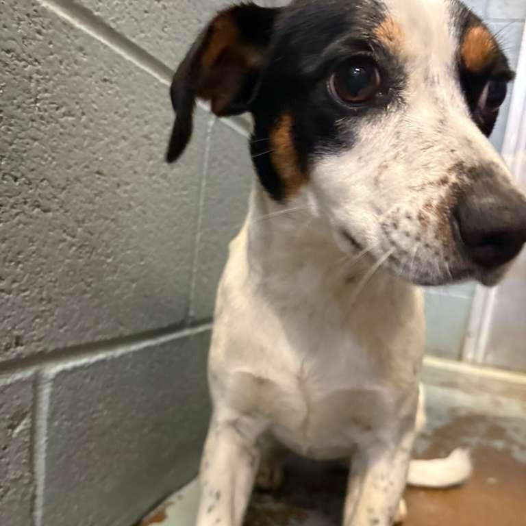 Enlarge Shyanna (Adoption Sponsored), a Adoptable Mixed Breed in Gadsden, AL image 5/6