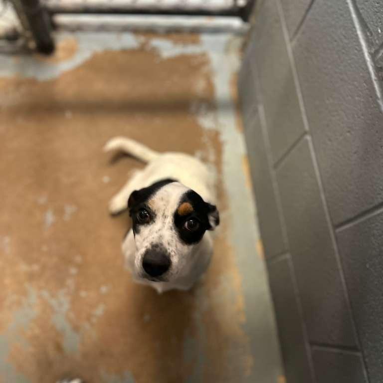 Enlarge Shyanna (Adoption Sponsored), a Adoptable Mixed Breed in Gadsden, AL image 6/6