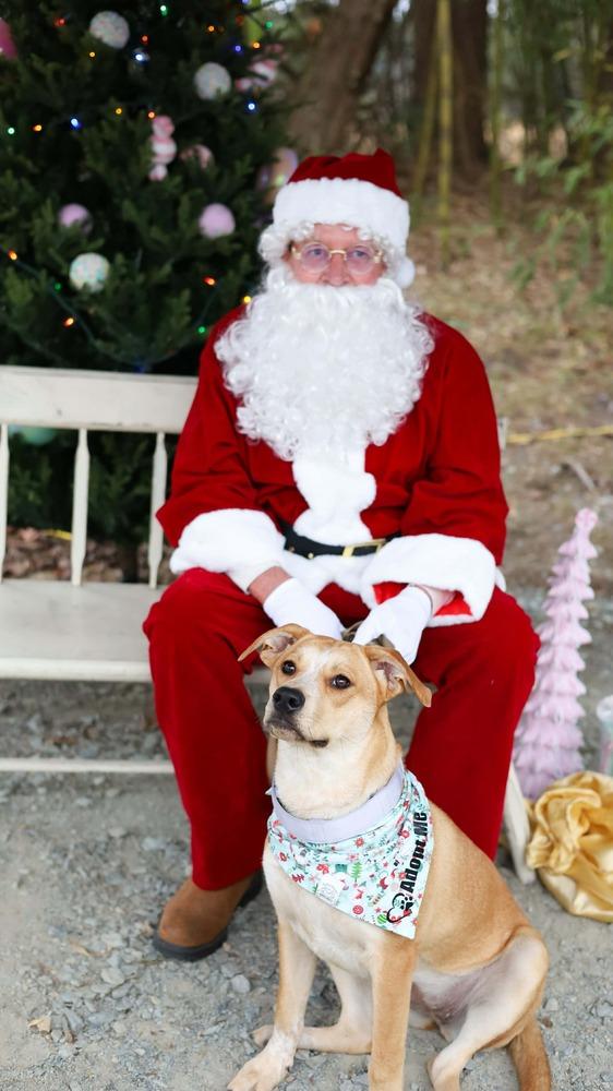 Freya, Adoptable, Puppy Female Labrador Retriever & Hound.