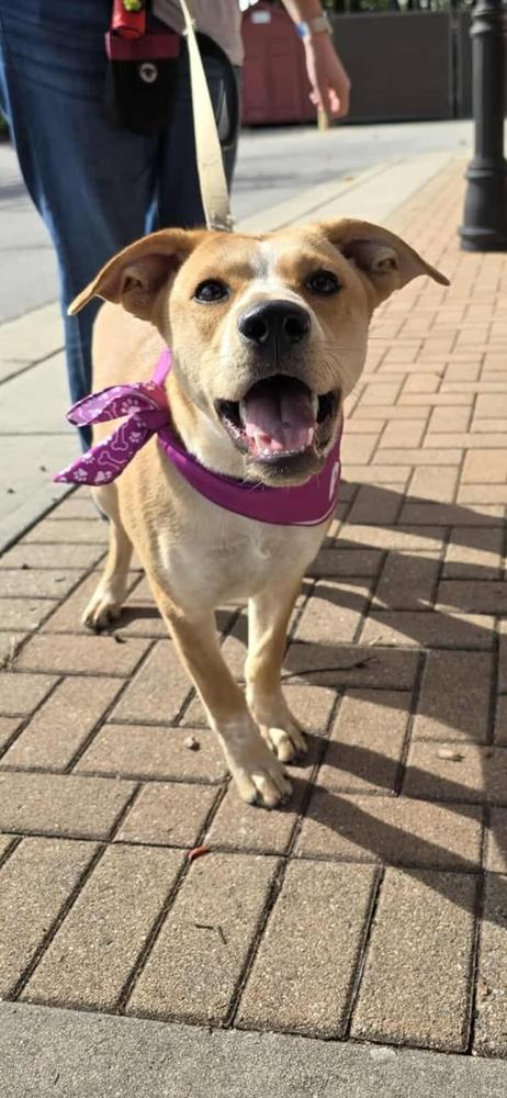 Enlarge Freya, a Adoptable mixed breed in Wendell, NC image 2/4