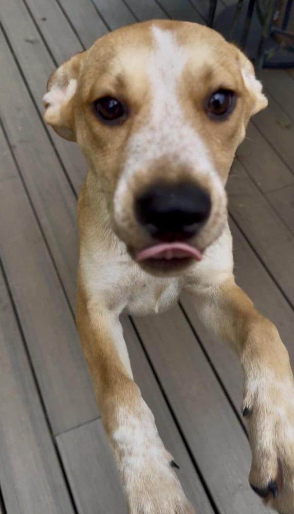 Enlarge Freya, a Adoptable mixed breed in Wendell, NC image 3/4