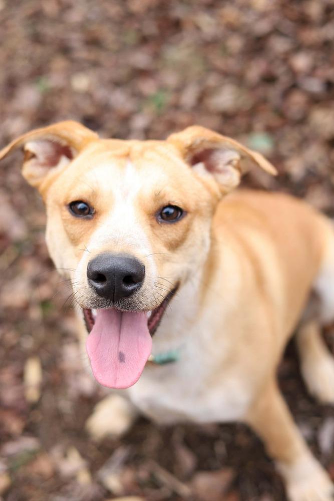 Enlarge Freya, a Adoptable mixed breed in Wendell, NC image 4/4