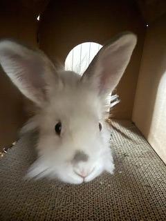 Goofy, a Adoptable Lionhead in Folsom, CA image 1/2