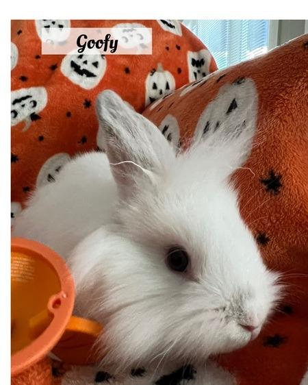 Enlarge Goofy, a Adoptable Lionhead in Folsom, CA image 1/2