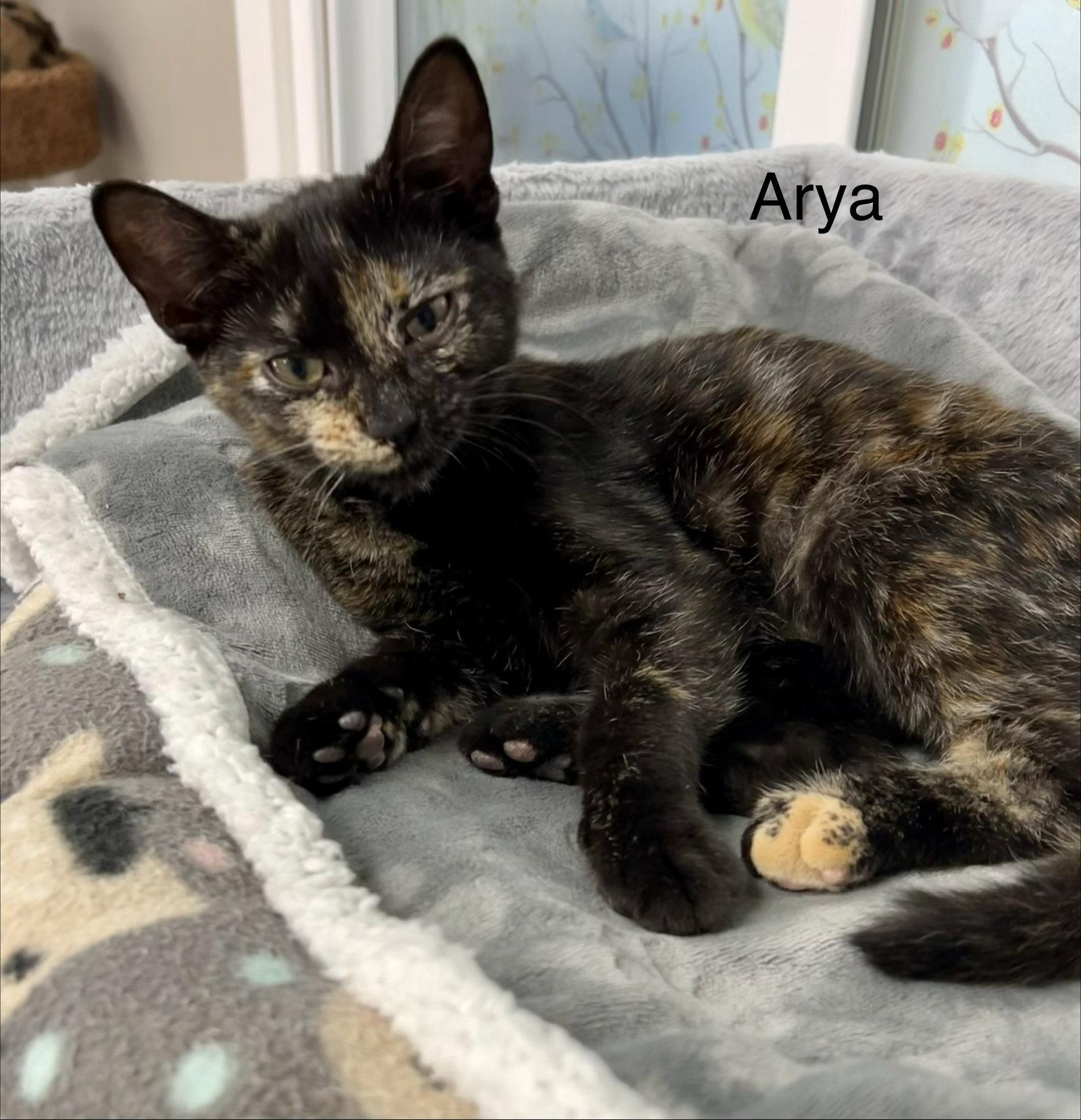 Arya, Adopted, Kitten Female Tortoiseshell & Domestic Short Hair.