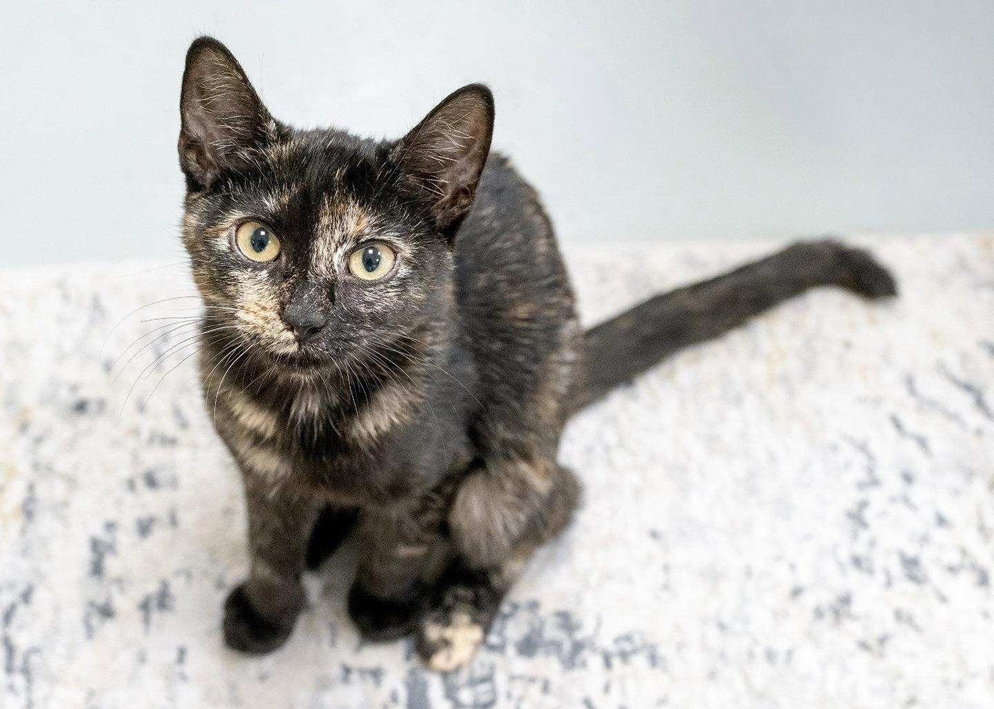 Enlarge Arya, a Adopted mixed breed in Buford, GA image 2/3