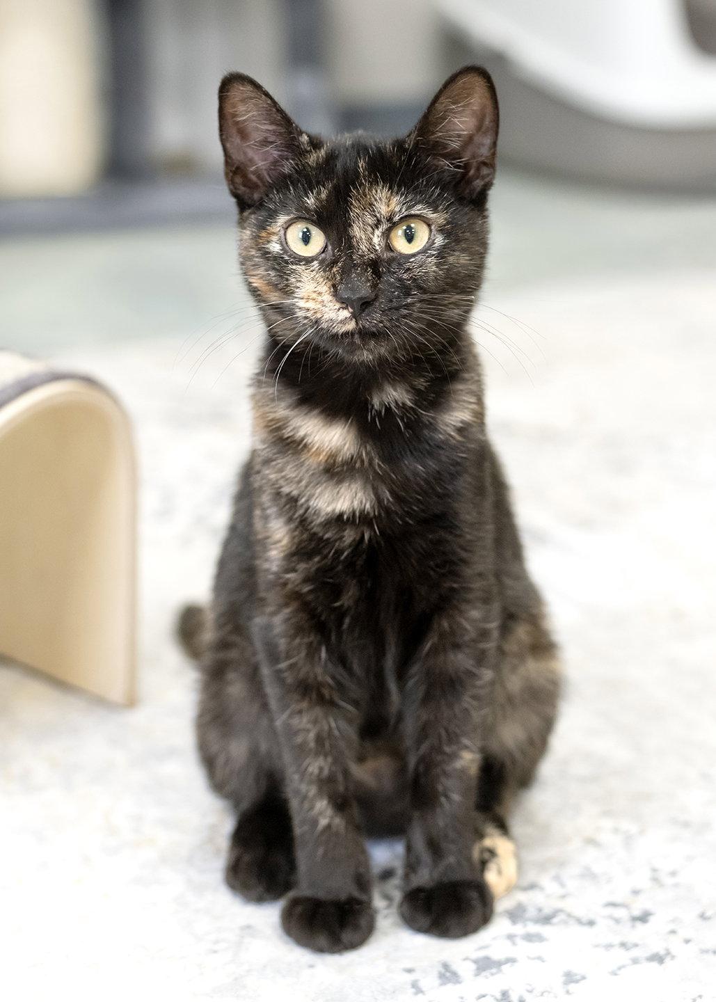 Enlarge Arya, a Adopted mixed breed in Buford, GA image 3/3