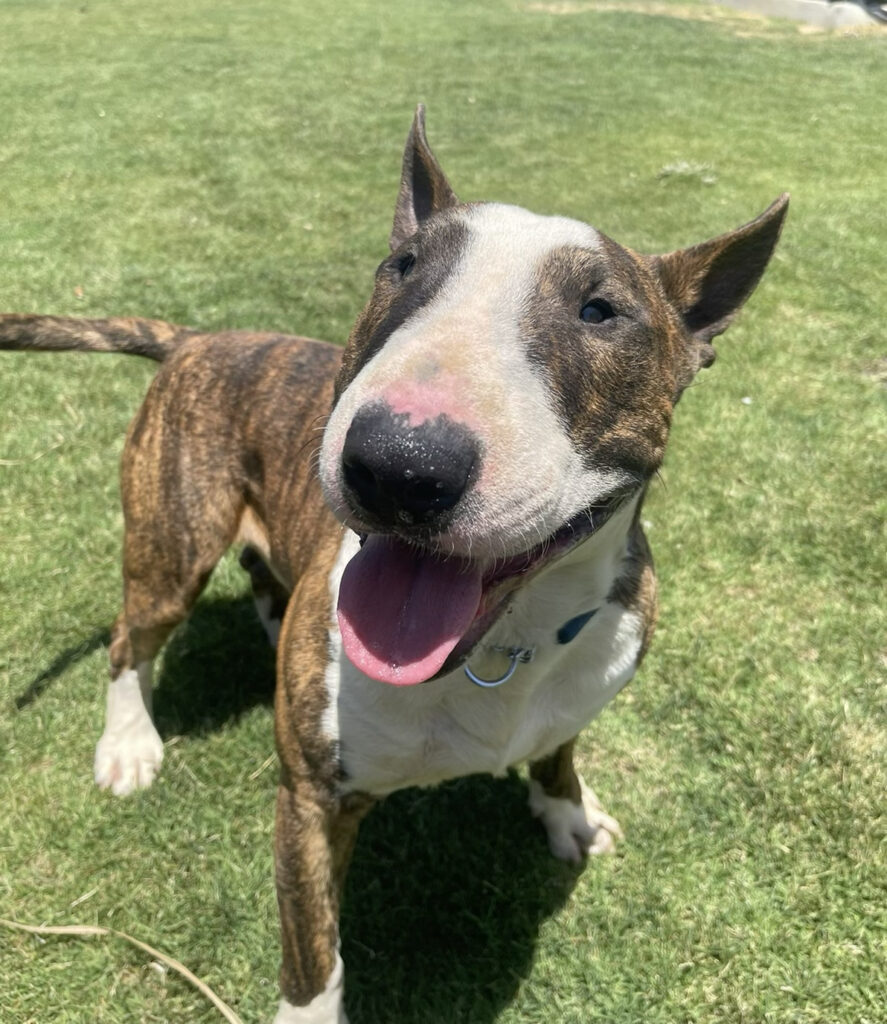 Enlarge Comet, a Adoptable Bull Terrier in Palm Desert, CA image 1/2