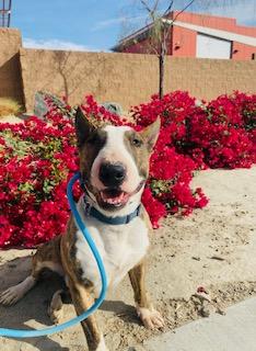 Enlarge Comet, a Adoptable Bull Terrier in Palm Desert, CA image 2/2