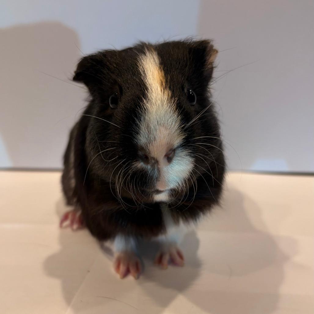 Pepe, Adoptable, Adult Male Guinea Pig.
