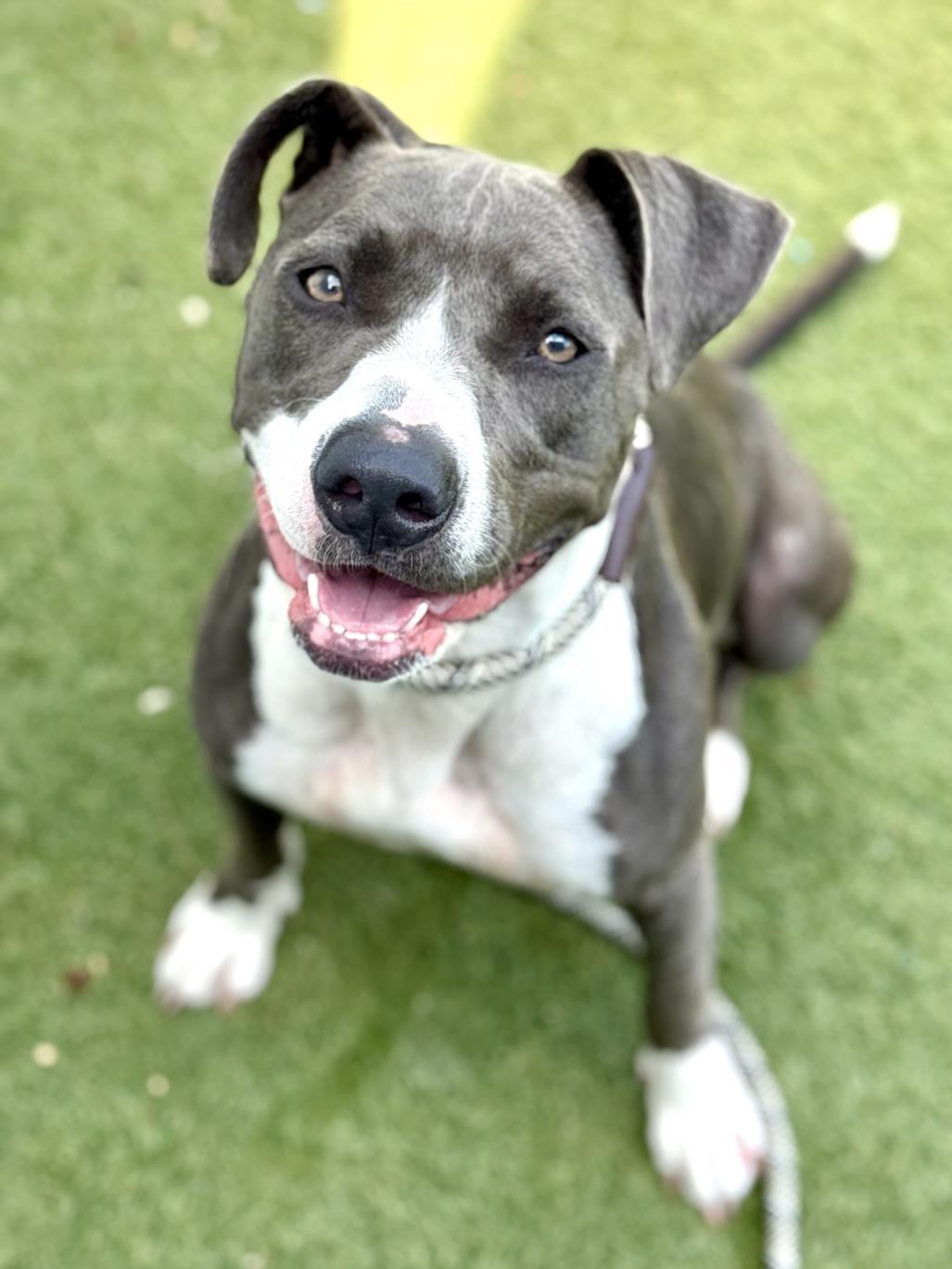 ROYALTY, Adoptable, Young Female Pit Bull Terrier.