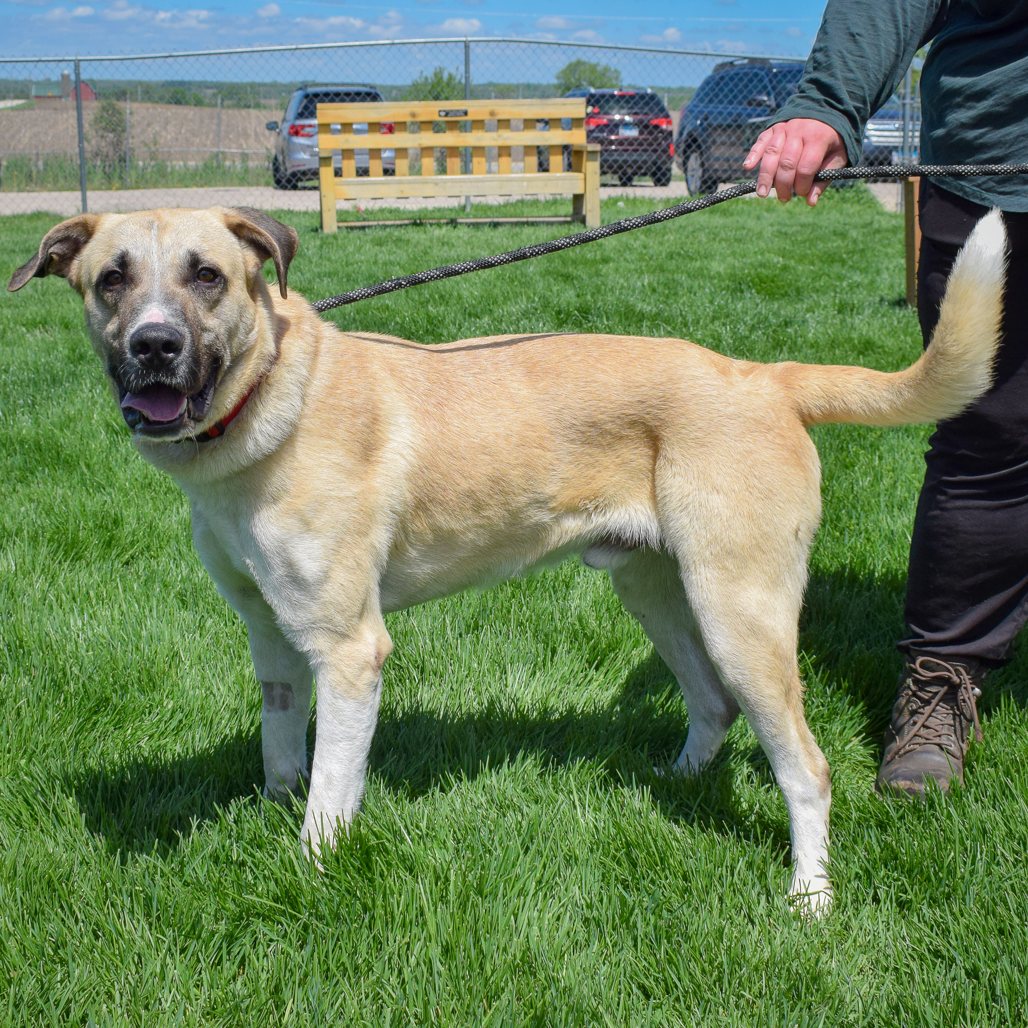 Wyatt, a Adoptable mixed breed in Huntley, IL image 3/6