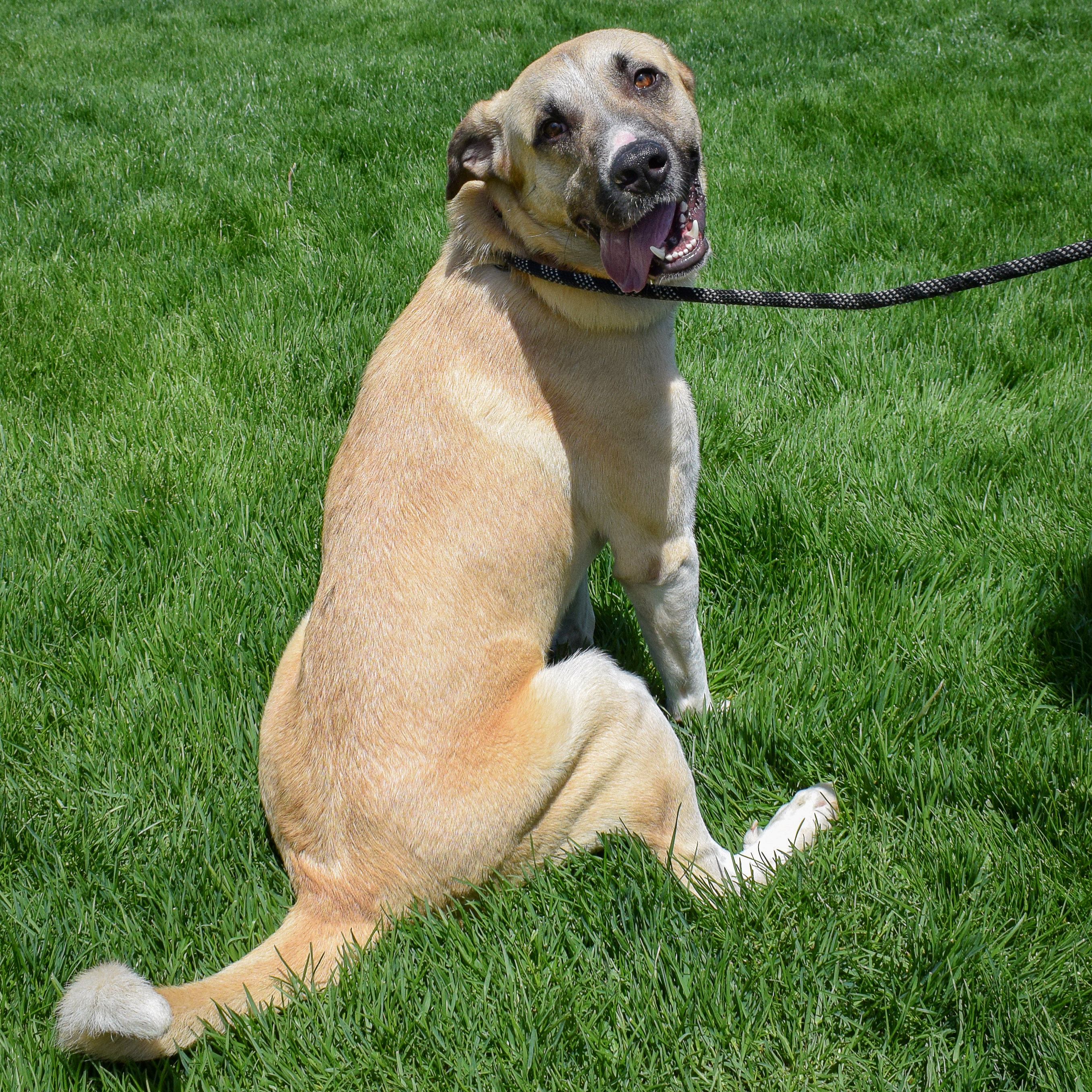 Wyatt, a Adoptable mixed breed in Huntley, IL image 6/6