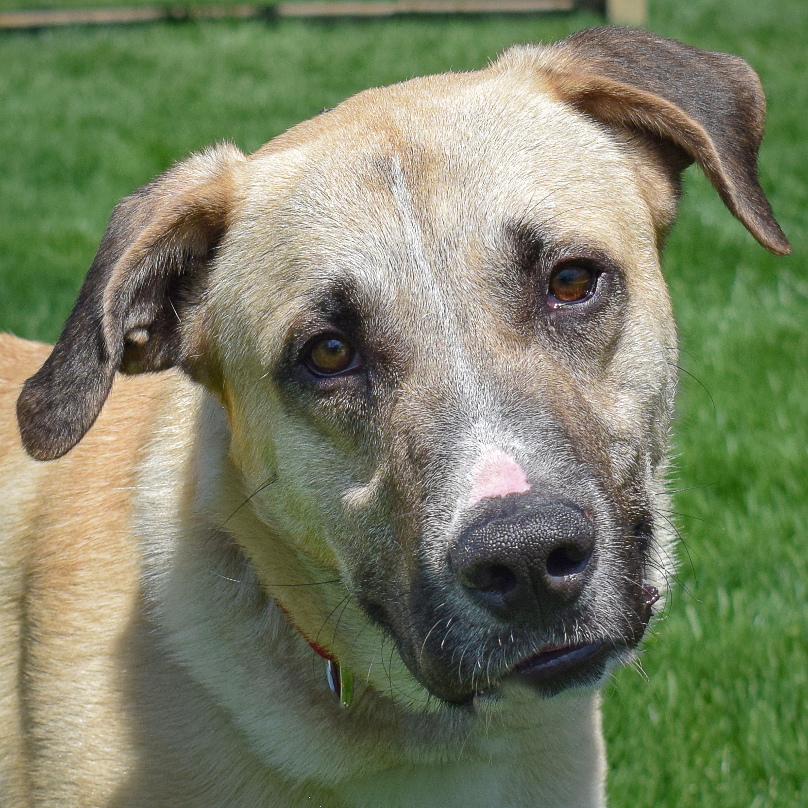 Wyatt, a Adoptable mixed breed in Huntley, IL image 1/6