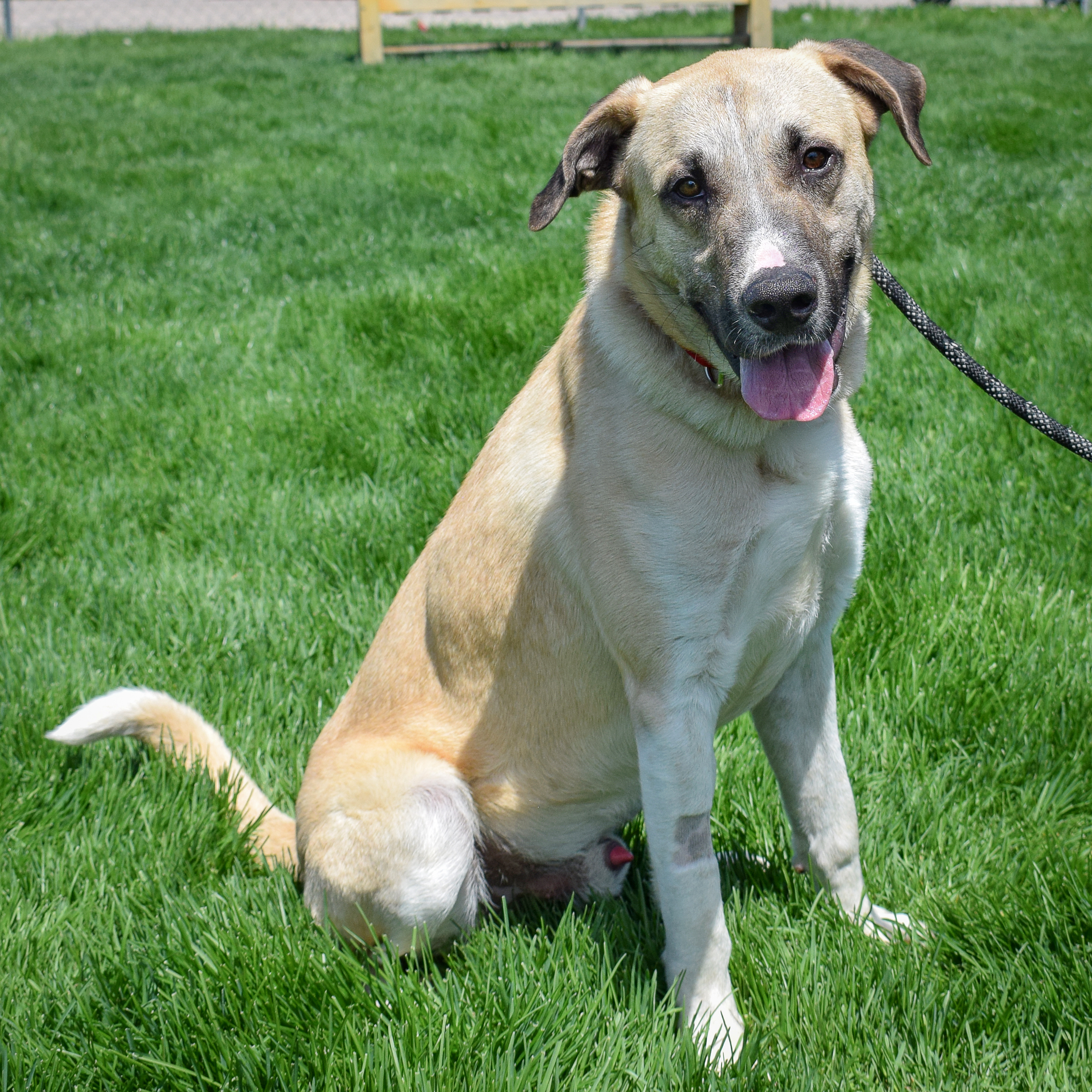 Wyatt, a Adoptable mixed breed in Huntley, IL image 4/6