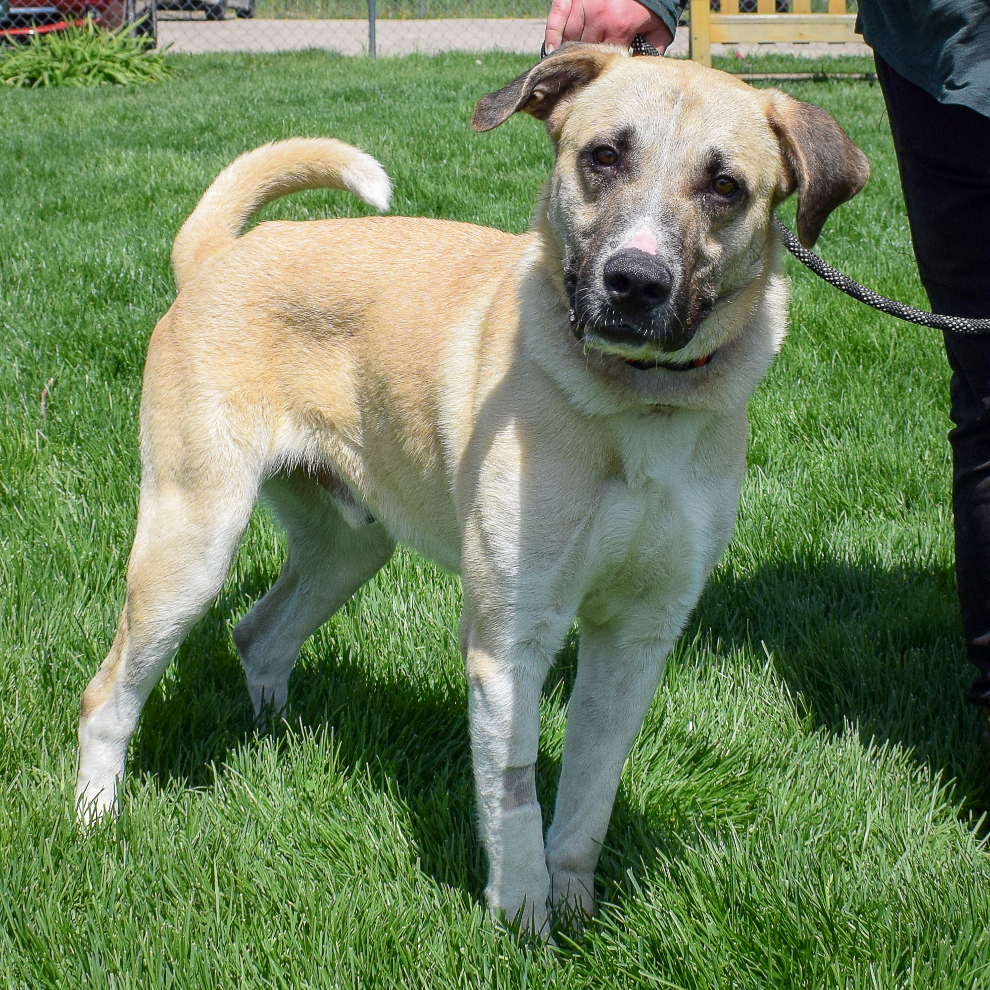 Wyatt, a Adoptable mixed breed in Huntley, IL image 5/6