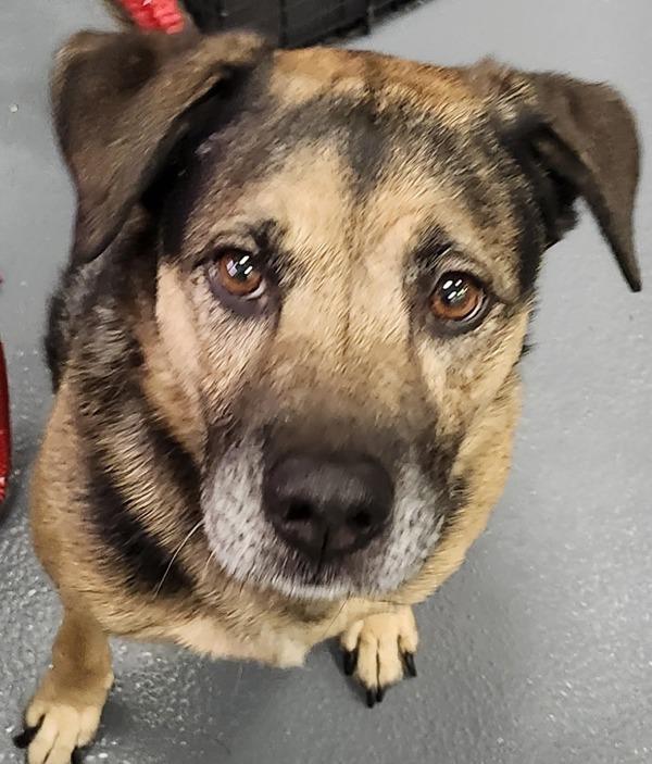 Charlie Brown, Adoptable, Adult Male Shepherd.