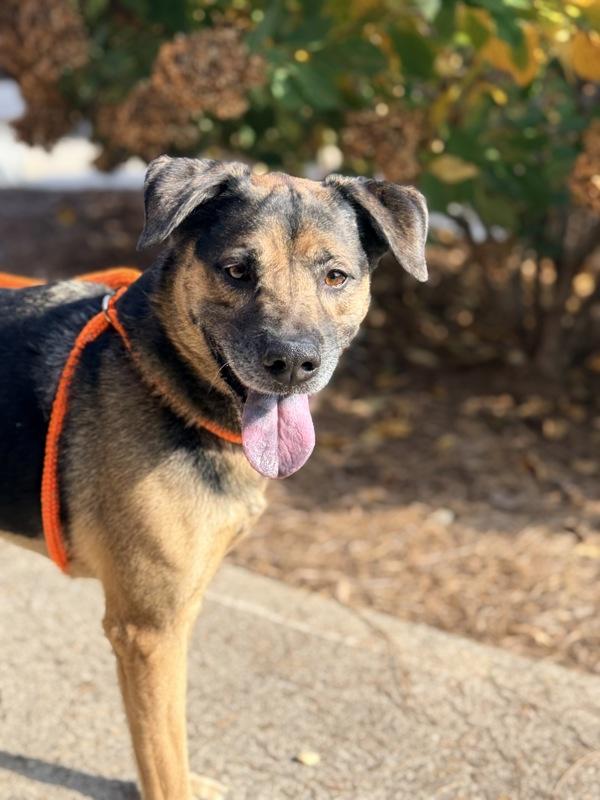 Enlarge Charlie Brown, a Adoptable mixed breed in Canton, GA image 2/2