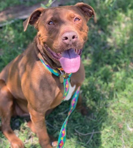 Enlarge Zena, a Adoptable mixed breed in Lubbock, TX image 2/2