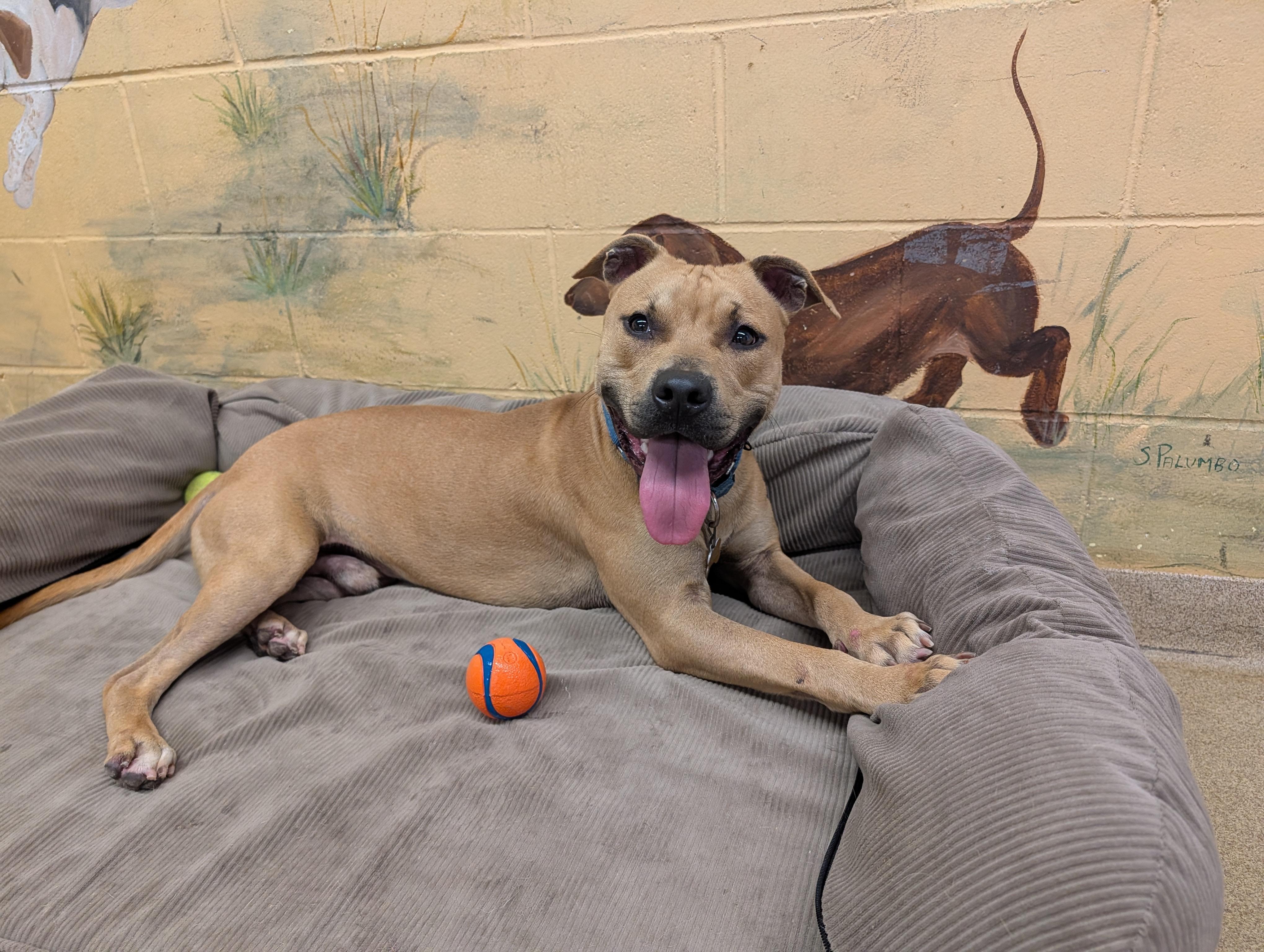 Enlarge Popeye, a Adoptable Pit Bull Terrier in Port Washington, NY image 2/4