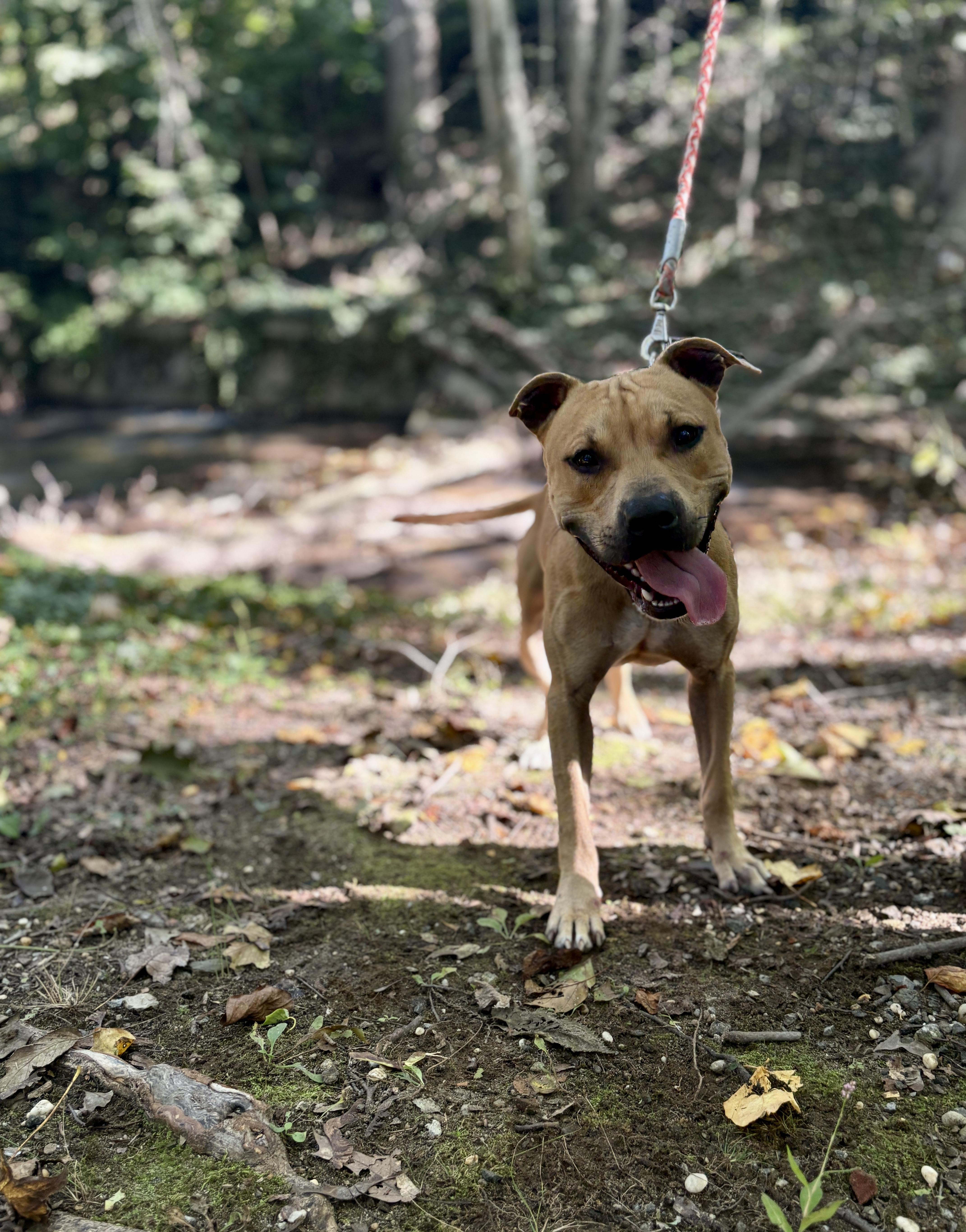 Popeye, Adoptable, Young Male Pit Bull Terrier.