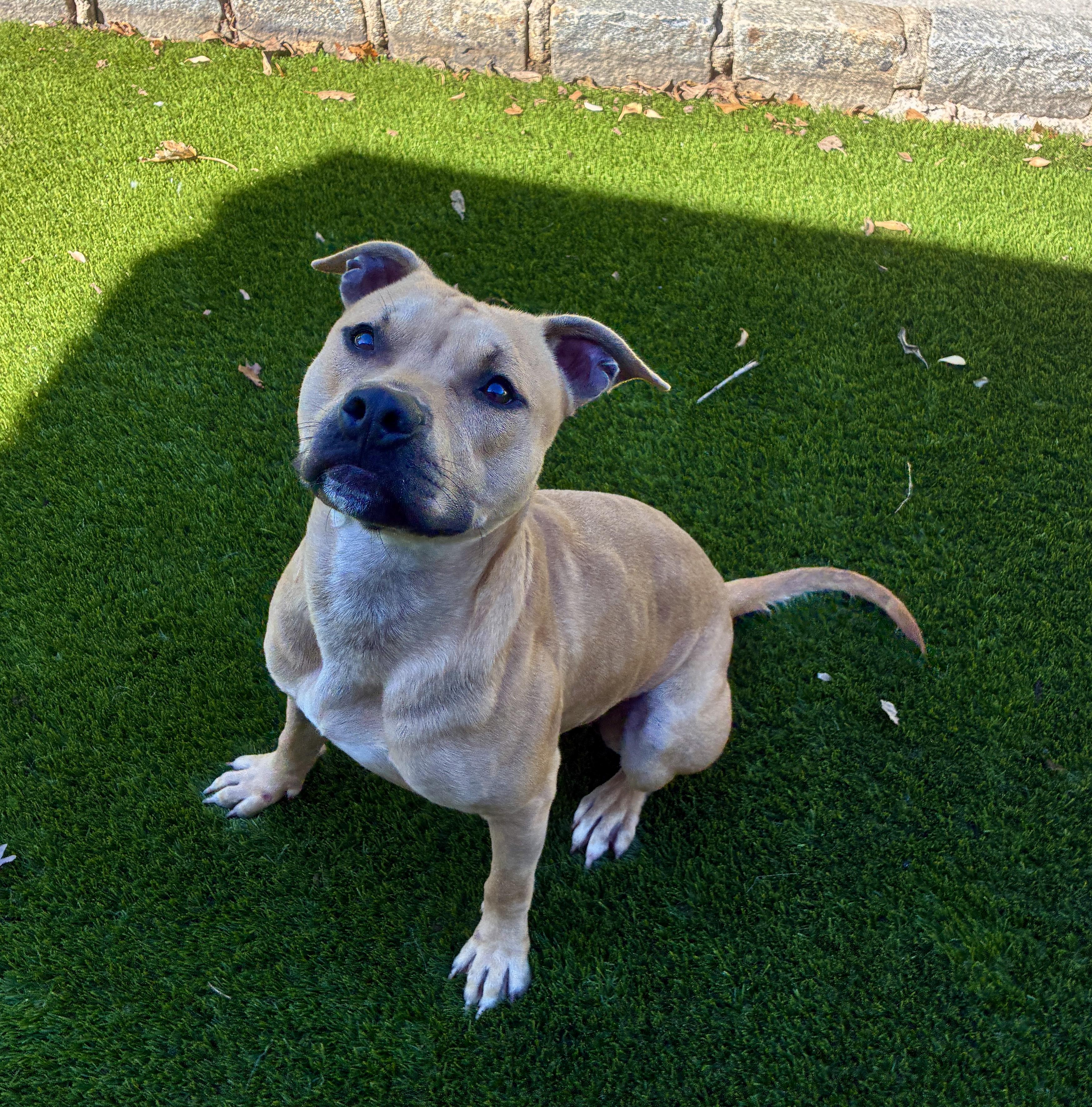 Enlarge Popeye, a Adoptable Pit Bull Terrier in Port Washington, NY image 1/4