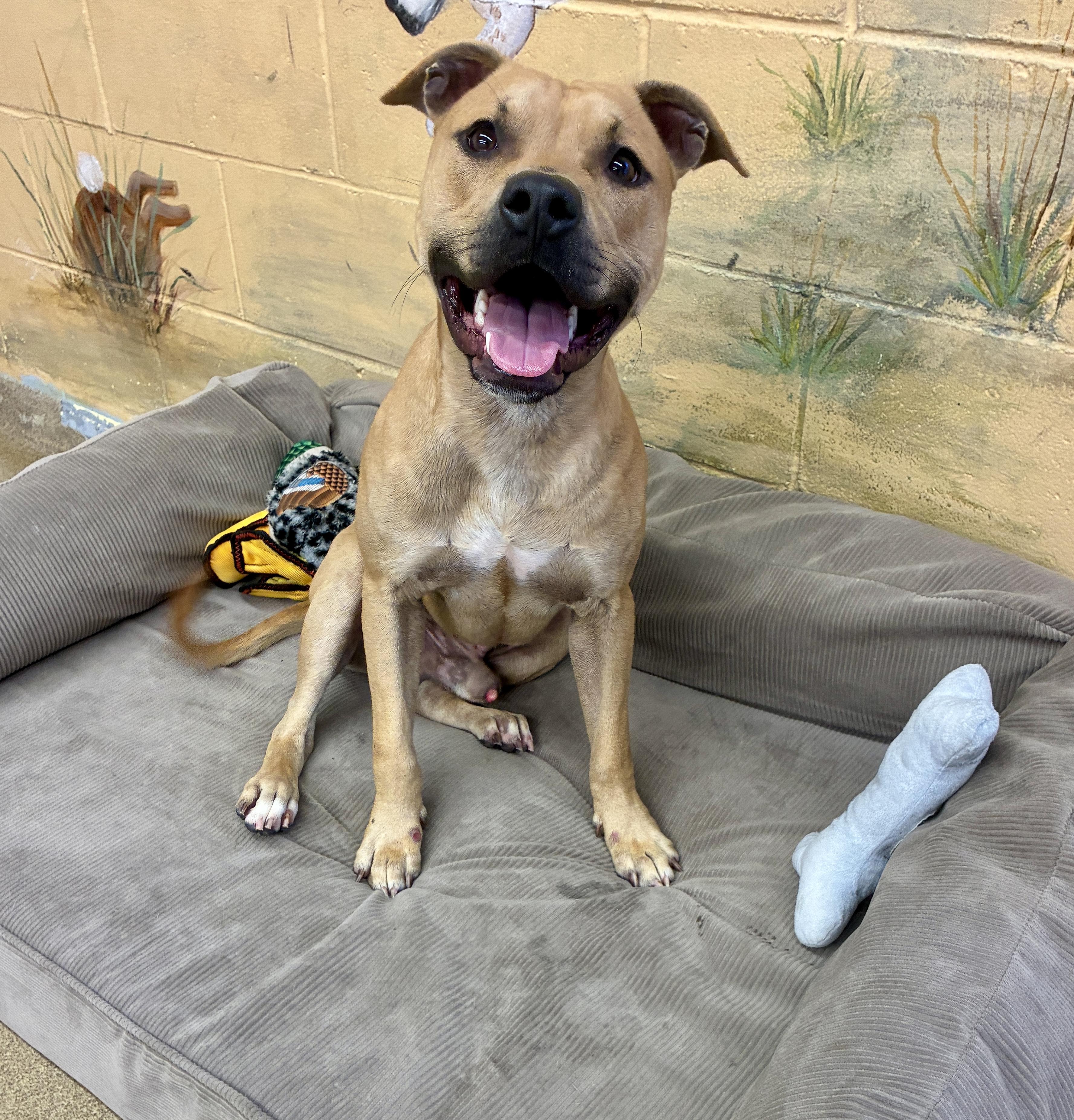 Enlarge Popeye, a Adoptable Pit Bull Terrier in Port Washington, NY image 4/4