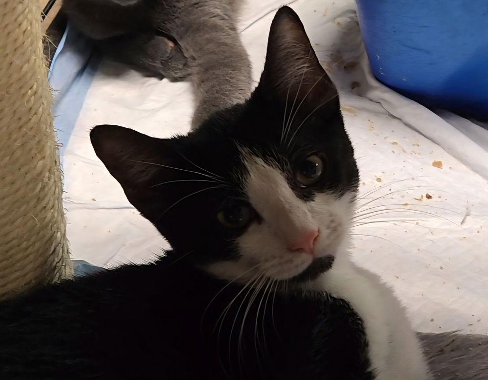 Enlarge Dizzy, a Adoptable Domestic Short Hair in Pittstown, NJ image 1/1