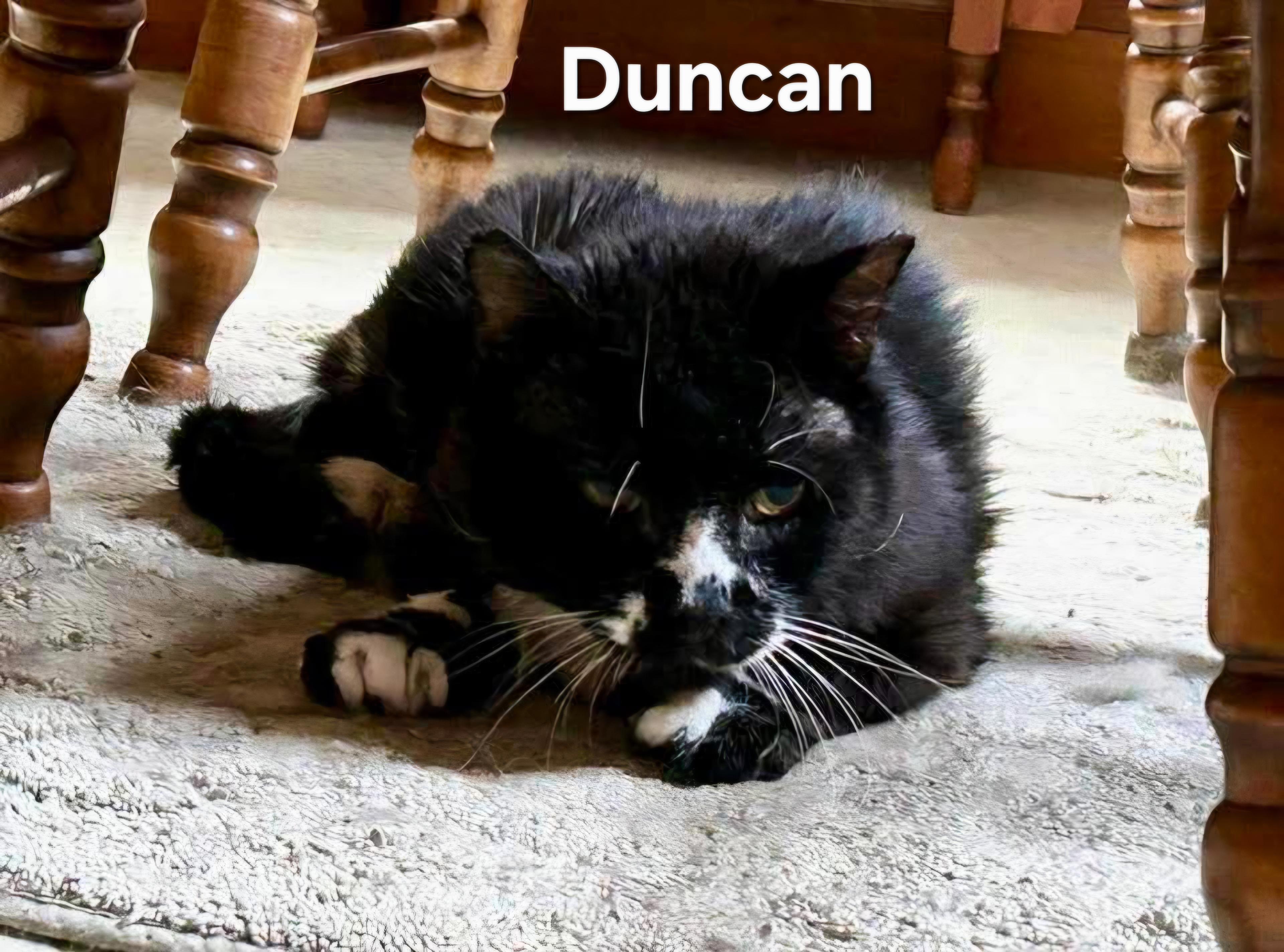 Duncan, a Adoptable Domestic Long Hair in Chicopee, MA image 1/3