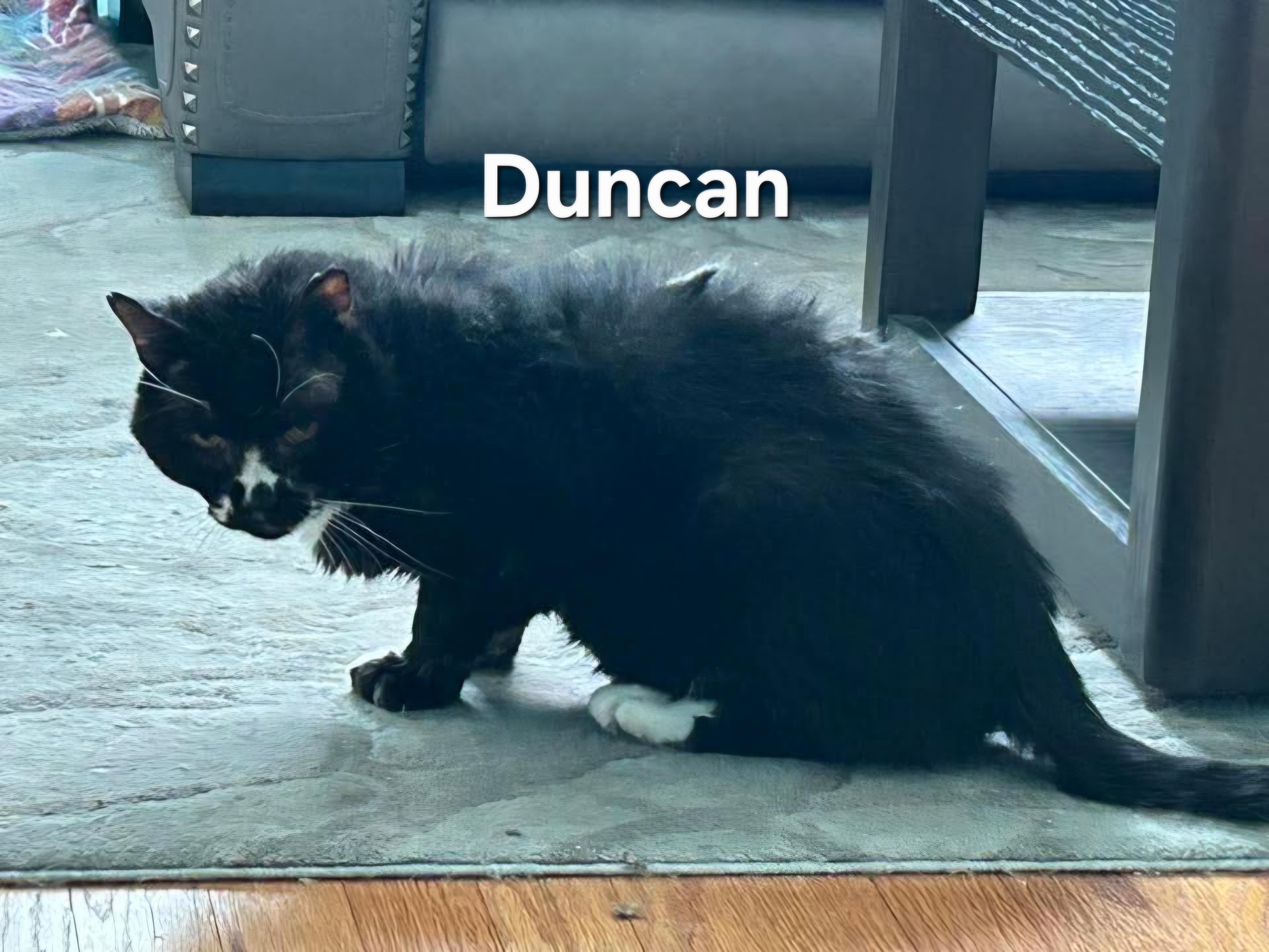 Duncan, a Adoptable Domestic Long Hair in Chicopee, MA image 3/3