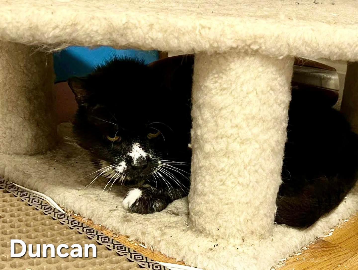 Duncan, Adoptable, Senior Male Domestic Long Hair.