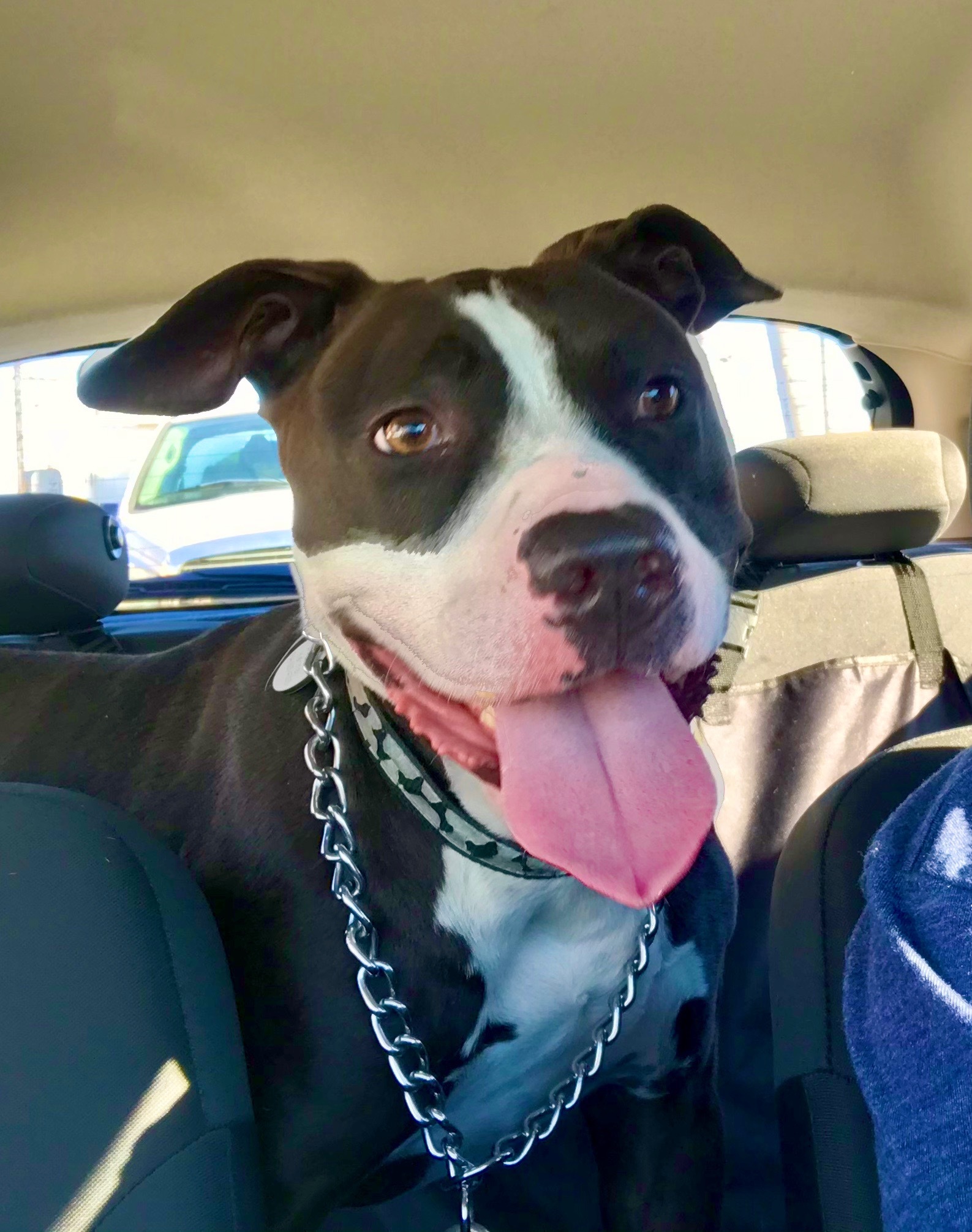 Raul - 4EVER FOSTER, Adult Male unknown