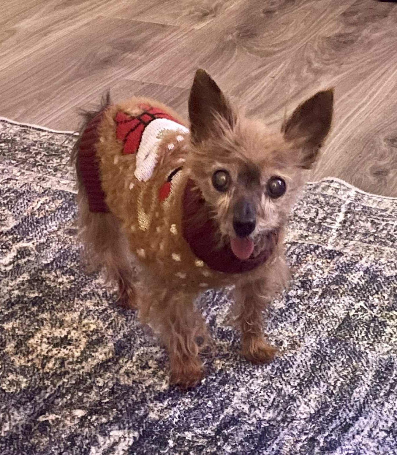 Enlarge Tootsie & Izzy, a Adoptable Yorkshire Terrier in Buffalo, NY image 2/3