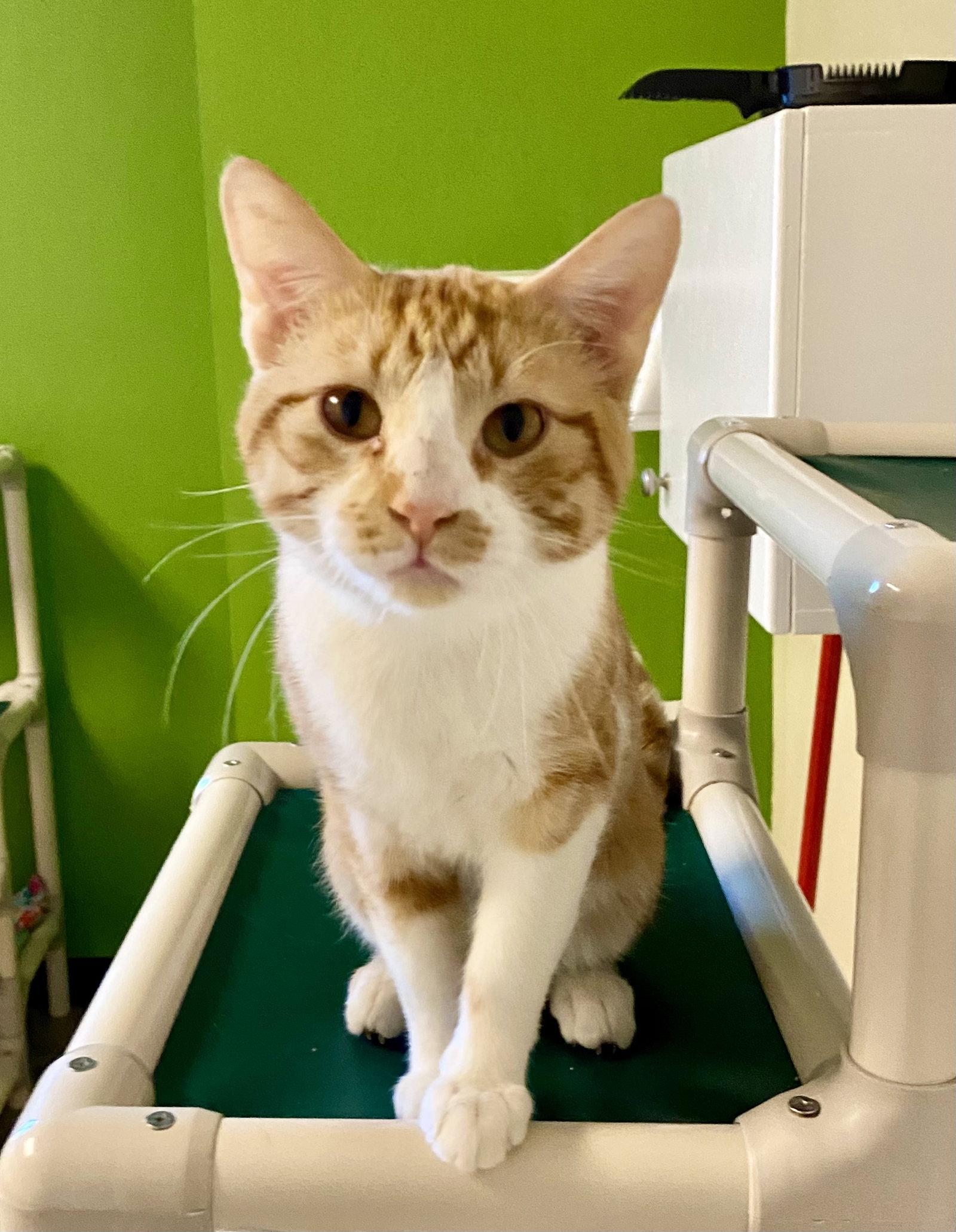 Achilles, Adopted, Adult Male Domestic Short Hair & Tabby.