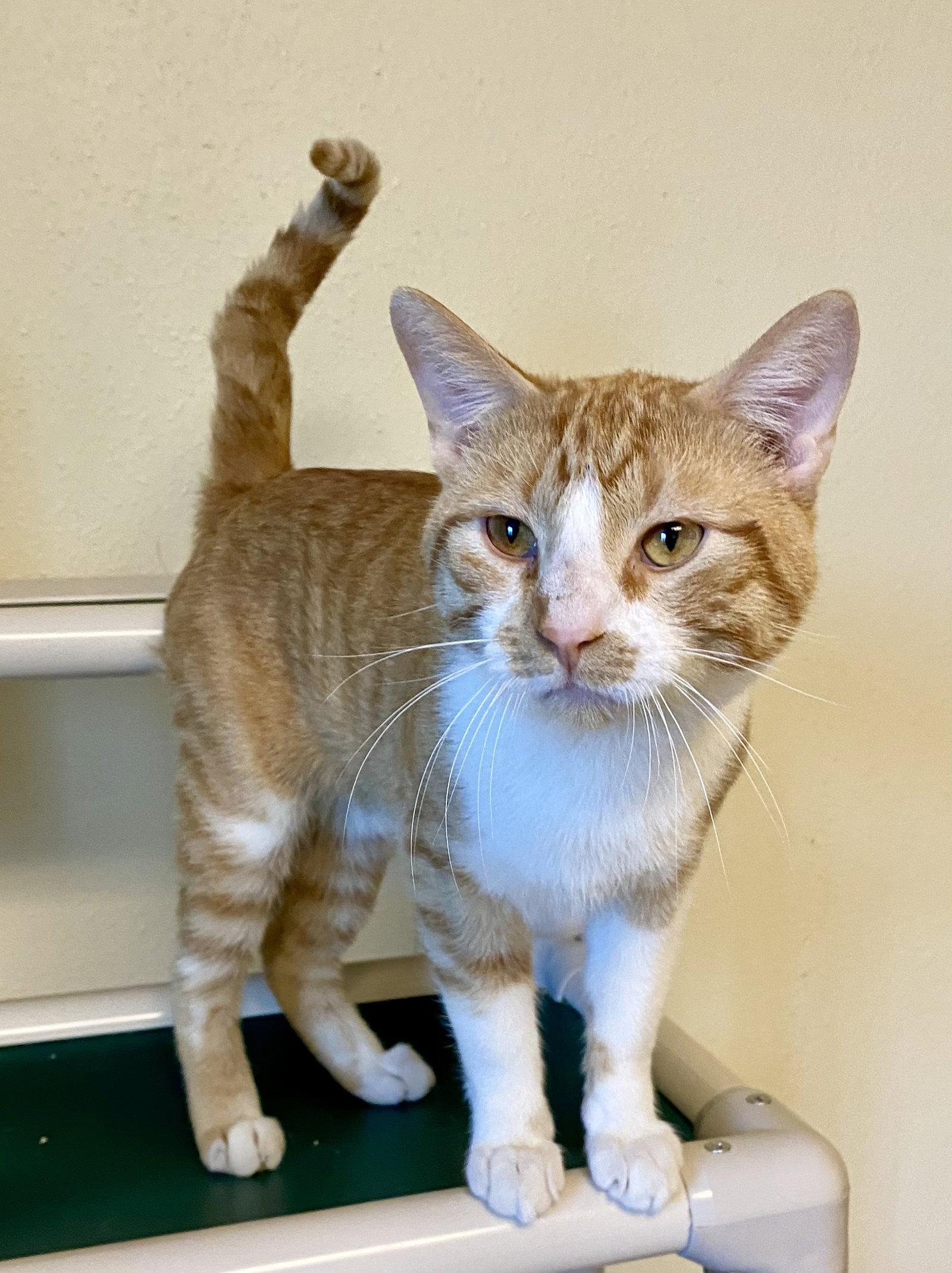 Enlarge Achilles, a Adopted mixed breed in Fargo, ND image 2/2
