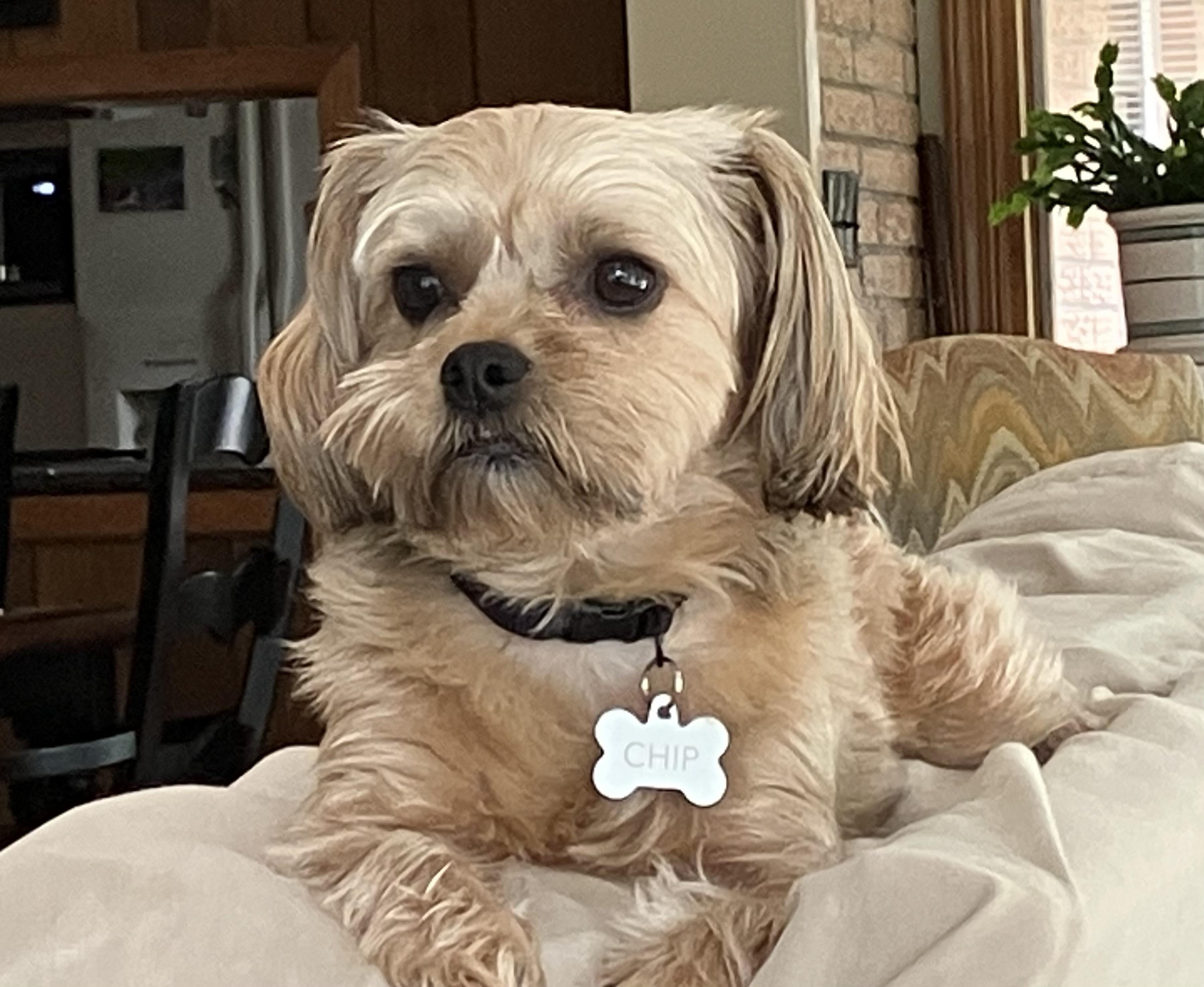 Chip, Adoptable, Adult Male Shih Tzu & Yorkshire Terrier.