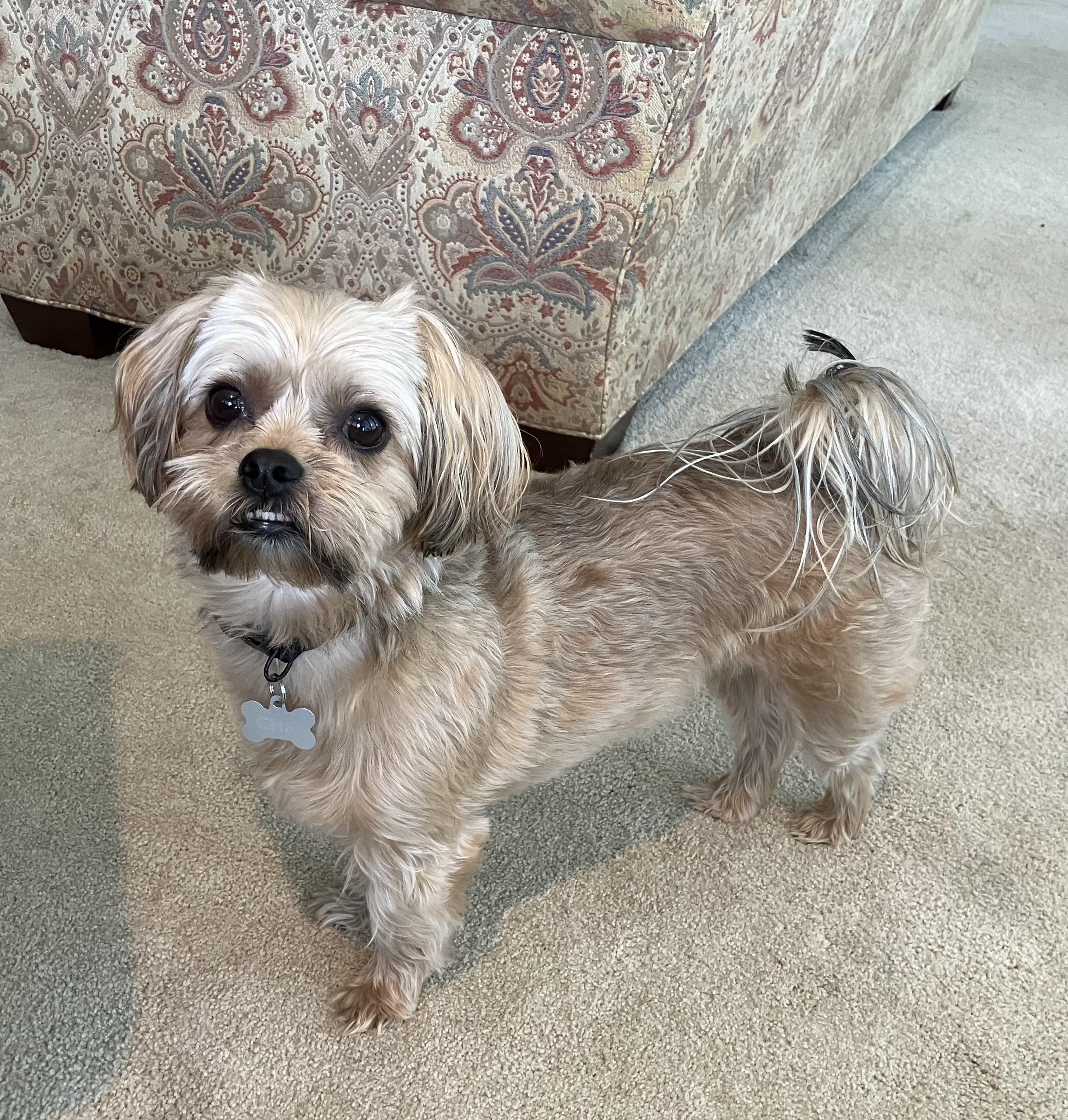 Enlarge Chip, a Adoptable mixed breed in Hartwell, GA image 2/2