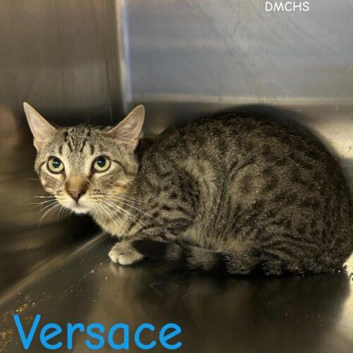 Versace, Adoptable, Kitten Male Domestic Short Hair.